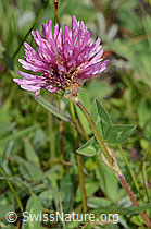 Rot-Klee (Trifolium pratense) (C225118) Rot-Klee (Trifolium pratense) (C225118)