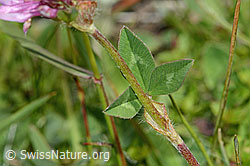Rot-Klee (Trifolium pratense) (C225119) Rot-Klee (Trifolium pratense) (C225119)