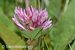 Rot-Klee (Trifolium pratense) (C225121) Rot-Klee (Trifolium pratense) (C225121)