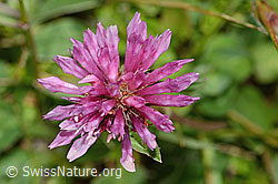 Rot-Klee (Trifolium pratense) (C225123) Rot-Klee (Trifolium pratense) (C225123)