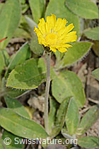 Langhaariges Habichtskraut (Hieracium pilosella) (30.05.2022, C225130)
