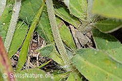 Hieracium pilosella (C225131)