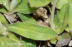 Hieracium pilosella (C225132)