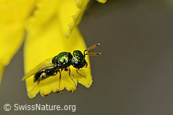 Erzwespe aus der Familie Pteromalidae auf Blume (30.05.2022, C225149)