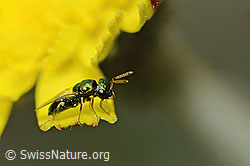 Erzwespe aus der Familie Pteromalidae auf Blume (C225152)