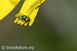 Erzwespe aus der Familie Pteromalidae auf Blume (C225157)