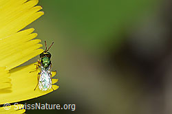 Erzwespe aus der Familie Pteromalidae auf Blume (30.05.2022, C225159)
