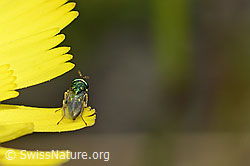 Erzwespe aus der Familie Pteromalidae auf Blume (C225160)