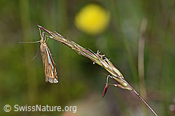 Crambus lathoniellus an Gras (C225164)