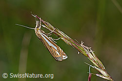 Crambus lathoniellus (Rüsselzünsler) an Gras (30.05.2022, C225166)