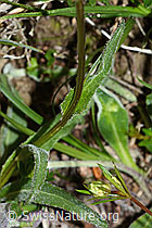 Rundköpfige Rapunzel (Phyteuma orbiculare) (C225188)