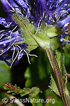Rundköpfige Rapunzel (Phyteuma orbiculare) (C225190)