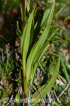 Gymnadenia conopsea (C225202)