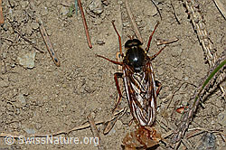 Coenomyia ferruginea (C225206)