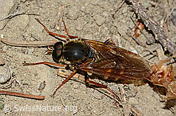 Coenomyia ferruginea (Stinkfliege) (30.05.2022, C225212)