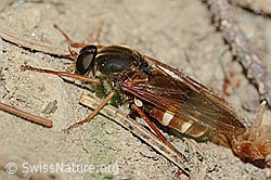 Coenomyia ferruginea (Stinkfliege) (30.05.2022, C225214)
