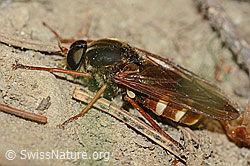 Coenomyia ferruginea (C225216)