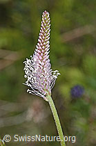 Mittlerer Wegerich (Plantago media) (30.05.2022, C225231)
