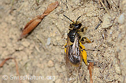 Gewöhnliche Dörnchensandbiene (Andrena humilis) (C225237)