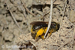 Gewöhnliche Dörnchensandbiene (Andrena humilis) (C225241)