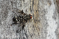 Graue Fleischfliege (Sarcophaga carnaria) (30.05.2022, C225268)