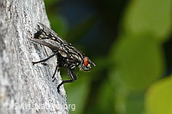 Graue Fleischfliege (Sarcophaga carnaria) (C225272)