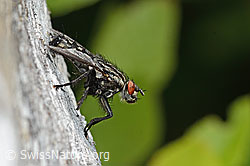 Graue Fleischfliege (Sarcophaga carnaria) (30.05.2022, C225273)