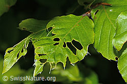 Frassspuren des Buchenspringrüssler (Orchestes fagi) an Blatt einer Rotbuche (Fagus sylvatica) (30.05.2022, C225294)