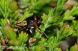 Asagena phalerata (Kugelspinnen) (C225309)