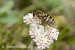 Behaarte Schwebfliege (Syrphus torvus) auf Gemeinem Katzenpfötchen (Antennaria dioica) (30.05.2022, C225331)