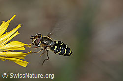 Mondfleck-Feldschwebfliege (Eupeodes luniger) auf Blume (30.05.2022, C225338)