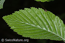 Bergulme (Ulmus glabra) (30.05.2022, C225352)