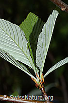 Bergulme (Ulmus glabra) (C225355)