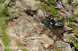 Bellardia viarum (Schmeissfliege) (C225376)