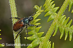 Gartenlaubkäfer (Phyllopertha horticola) auf Farn (C225397) Gartenlaubkäfer (Phyllopertha horticola) auf Farn (C225397)