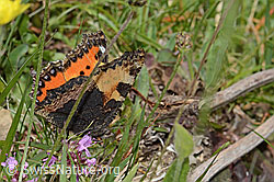 Kleiner Fuchs (Aglais urticae) (30.05.2022, C225405)