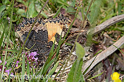 Kleiner Fuchs (Aglais urticae) (C225406)