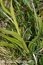 Gymnadenia conopsea (C225414)