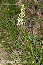 Gymnadenia conopsea (C225418)