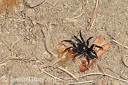 Zelotes subterraneus (Plattbauchspinne) (30.05.2022, C225425)