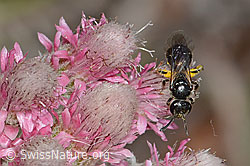 Dufourea minuta (Glanzbiene) auf Gemeinem Katzenpfötchen (Antennaria dioica) (30.05.2022, C225430)