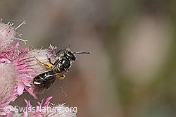 Dufourea minuta (Glanzbiene) auf Gemeinem Katzenpfötchen (Antennaria dioica) (C225432)