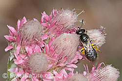 Dufourea minuta (Glanzbiene) auf Gemeinem Katzenpfötchen (Antennaria dioica) (C225434)