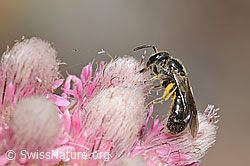 Dufourea minuta (Glanzbiene) auf Gemeinem Katzenpfötchen (Antennaria dioica) (C225435)