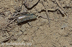 Bunte Graszirpe (Errastunus ocellaris) (30.05.2022, C225439)