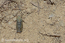 Bunte Graszirpe (Errastunus ocellaris) (C225443)