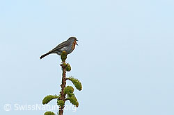 Rotkehlchen (Erithacus rubecula) (30.05.2022, C225448)