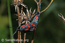 Zygaena filipendulae (C229395)