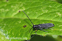 Zylindrischer Walzenhalsbock (Phytoecia cylindrica) (26.06.2022, C229424)
