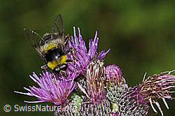 Hummel-Gebirgsschwebfliege (Sericomyia bombiformis) auf Wald-Witwenblume (Knautia dipsacifolia)